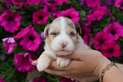 Femelle Rouge Merle