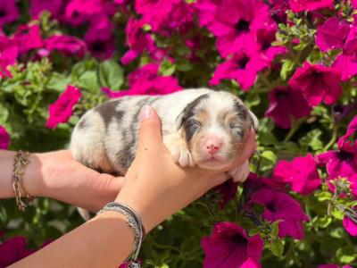 CHIOT 5