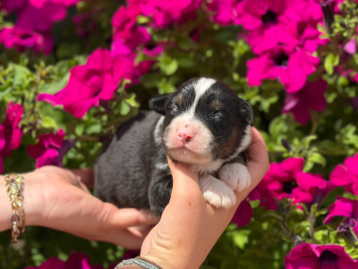 CHIOT 6
