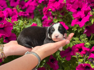 CHIOT 7