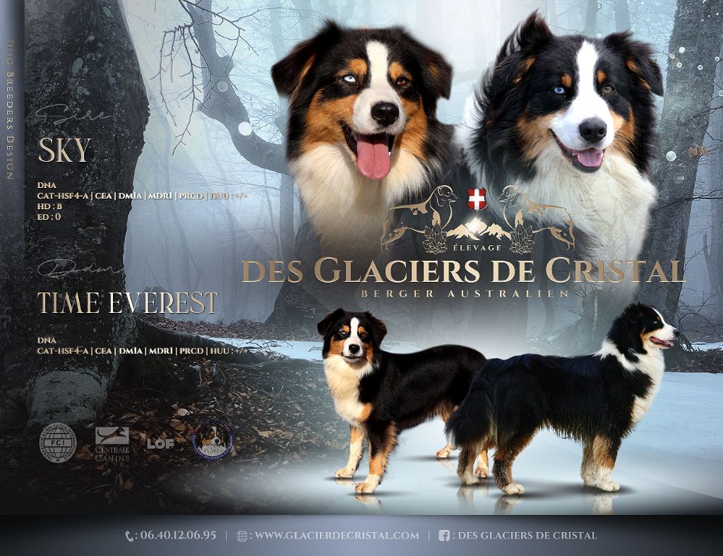 Chiot Berger Australien des Glaciers de Cristal