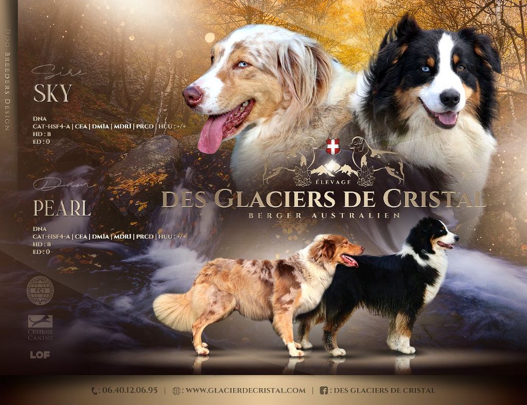 des Glaciers de Cristal - Berger Australien - Portée née le 12/05/2025