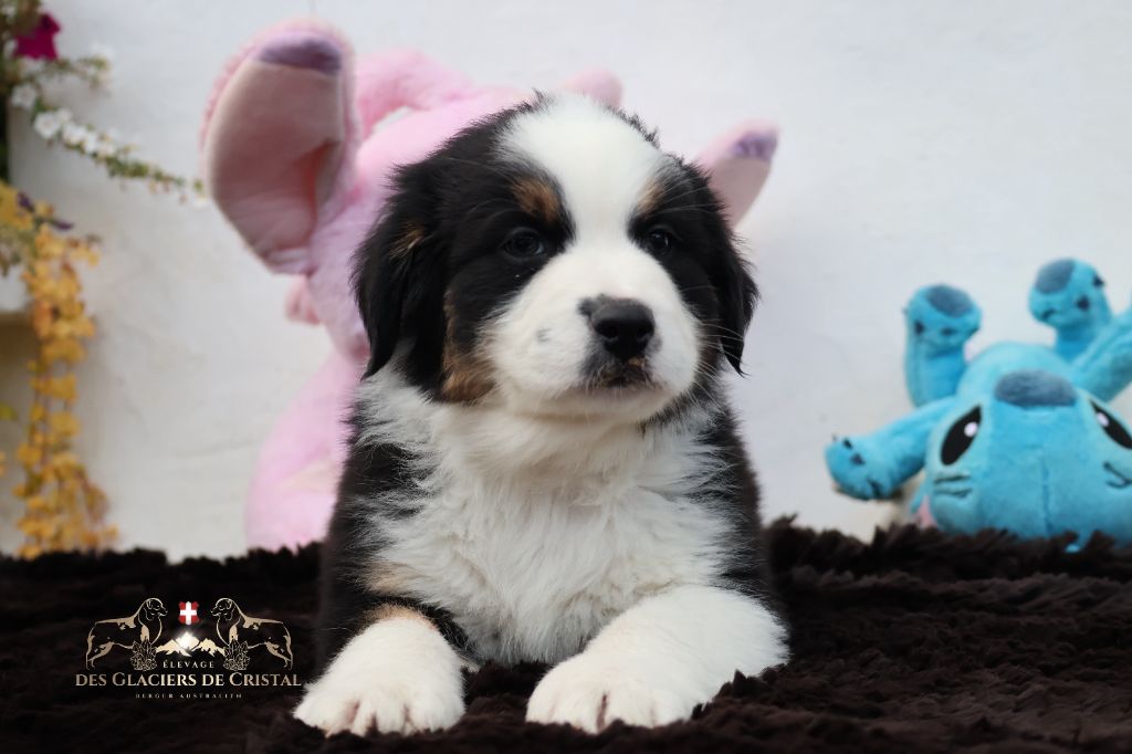 des Glaciers de Cristal - Chiots disponibles - Berger Australien
