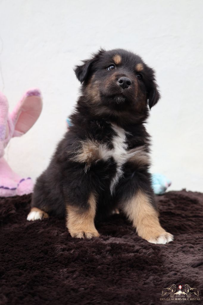 des Glaciers de Cristal - Chiots disponibles - Berger Australien
